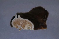 黑熊頸部藏品圖，第4張